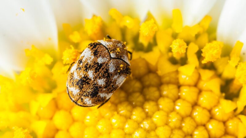 What Do Carpet Beetles Eat