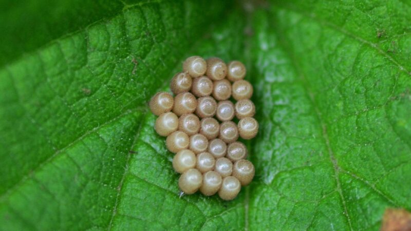 What Do Stink Bugs Look Like Before They Hatch