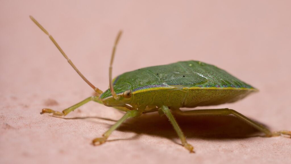 What Is a Stink Bug Nymph