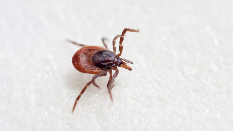 Where Do Ticks Like to Hide in a House