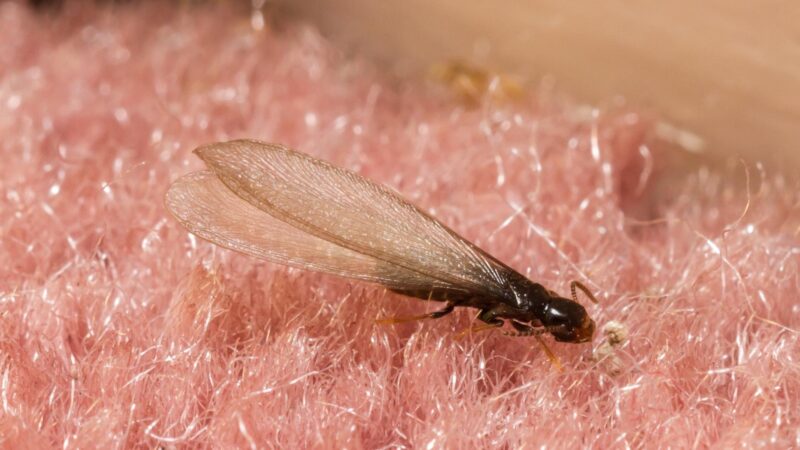 Are Termite Swarmers Dangerous