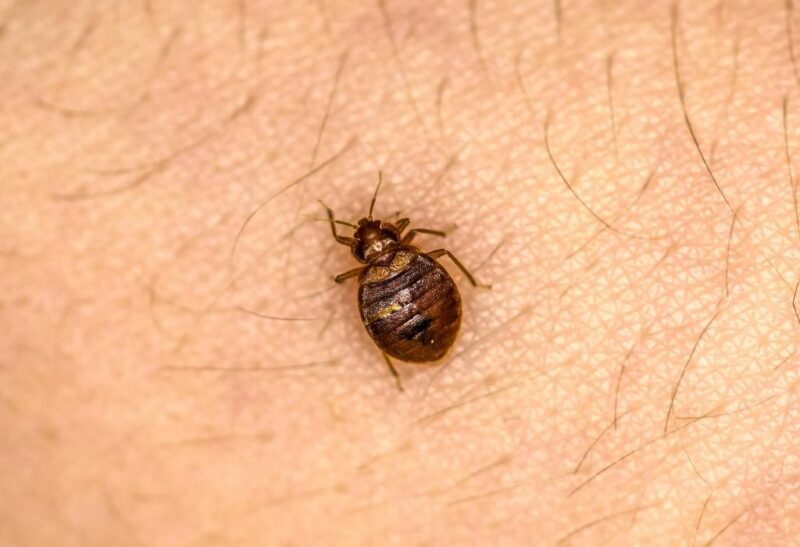 Bed Bugs Vs Scabies Identifying Treating And Preventing 