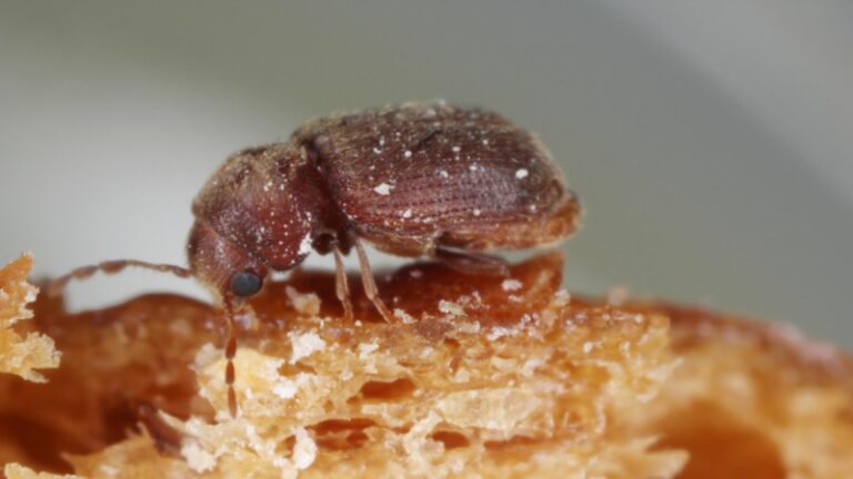 How to Get Rid of Biscuit Beetles? | Information and Control Guide ...