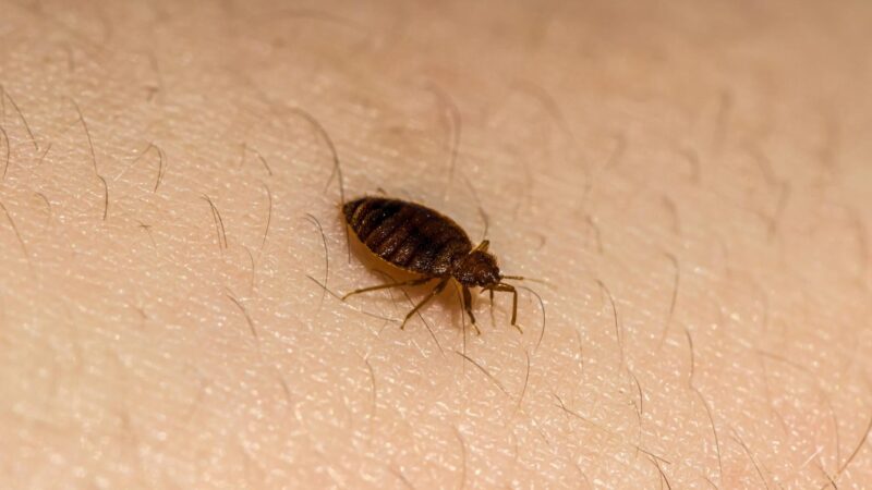 Male Vs Female Bed Bugs Distinguishing Characteristics And