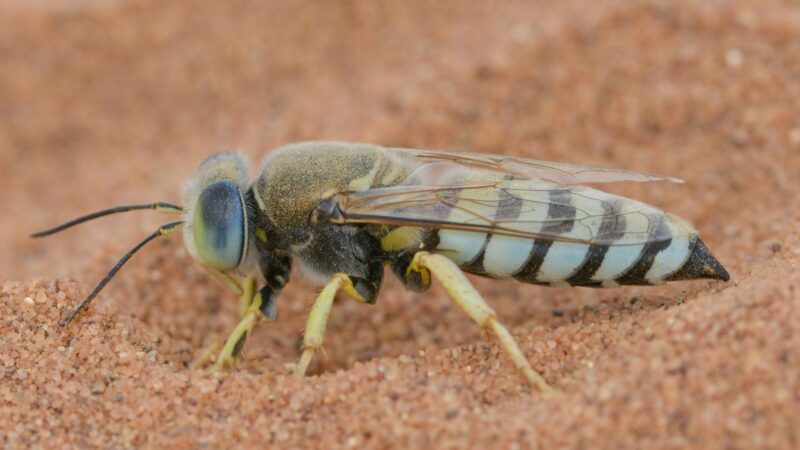 Do Digger Wasps Sting Humans