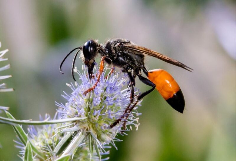How Do You Get Rid of Digger Wasps