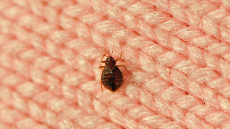 How Fast Do Bed Bugs Spread