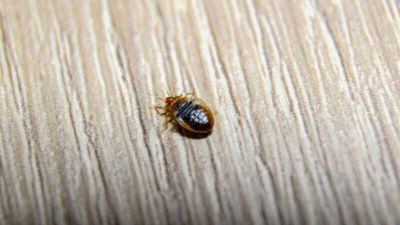 How Long Do Bed Bugs Live