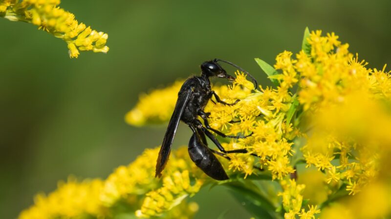 How Long Do Digger Wasps Live