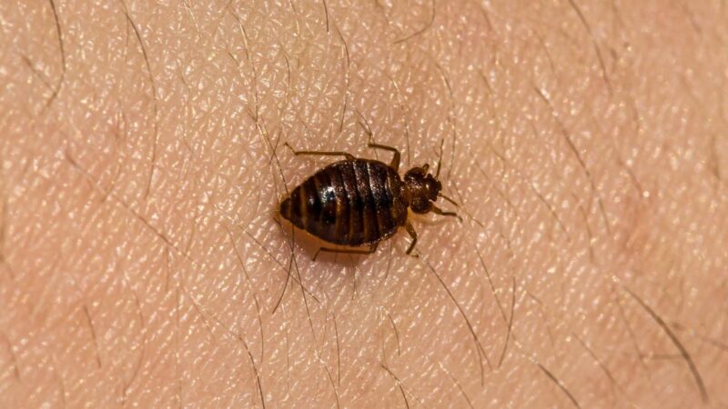 How to Identify Bed Bugs