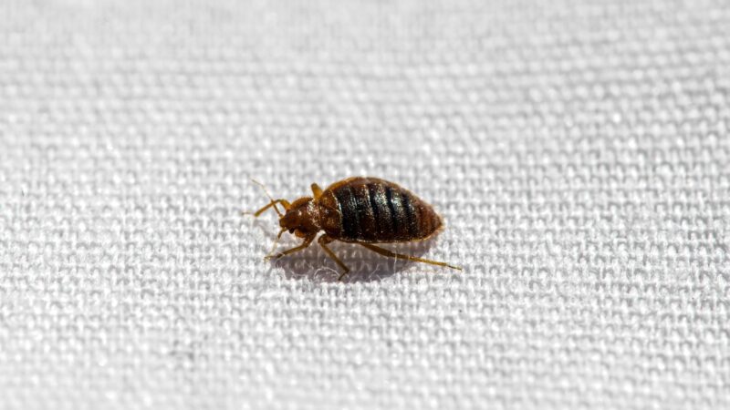 How to Tell Whether a Bed Bug Is Male or Female