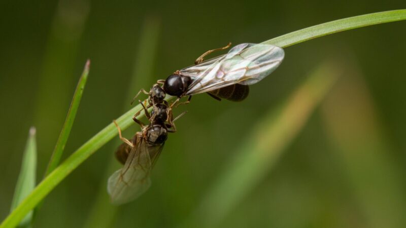 Termite Swarmer vs. Flying Ants