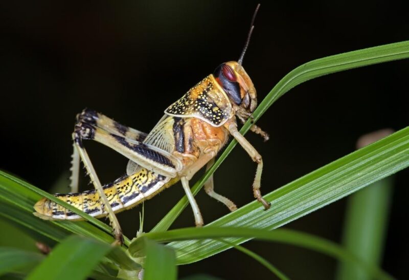 The Difference Between Cicadas ad Locusts