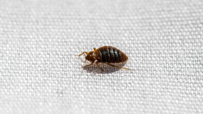 Bed Bugs vs. Scabies | Identifying, Treating, and Preventing ...