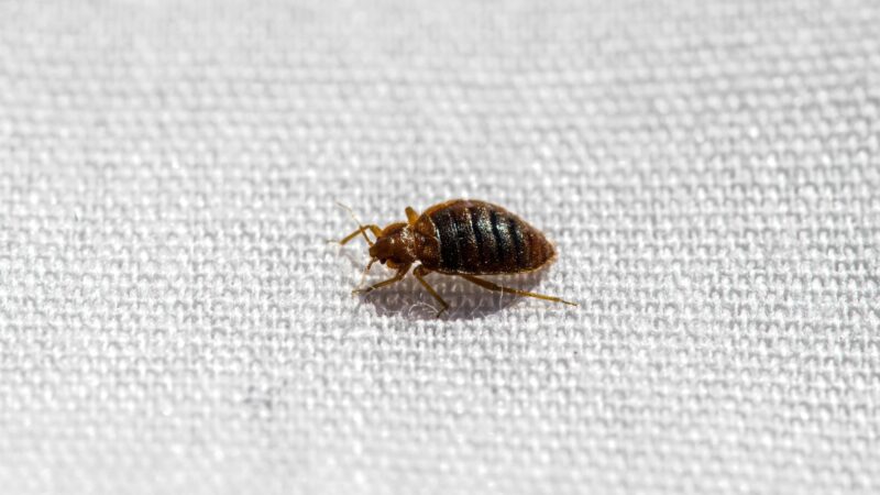 does bed bug spray work for scabies