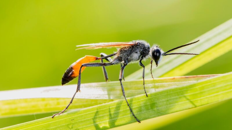 What Are Digger Wasps Attracted To