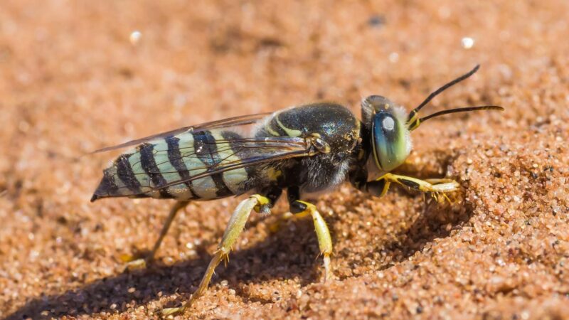 What Are Digger Wasps Good For