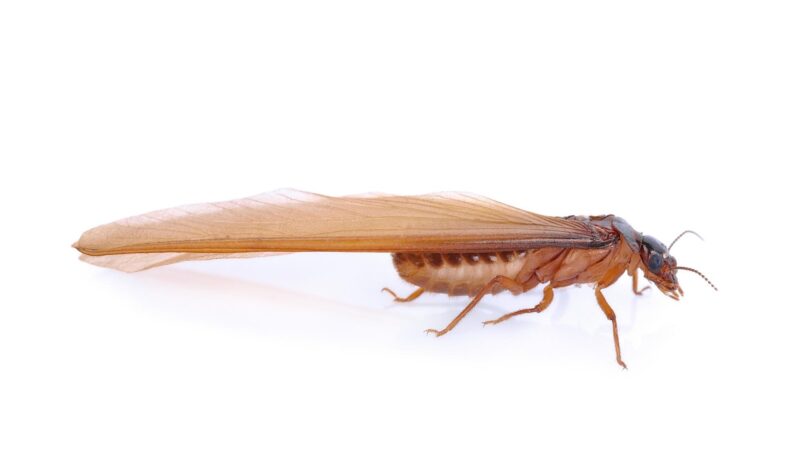 What Are Termite Swarmers