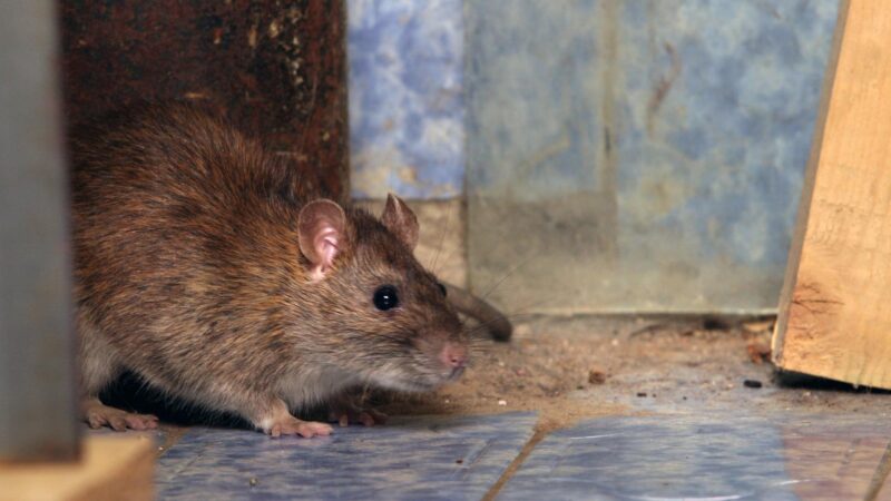 What Are the Signs of a Rat in Your House