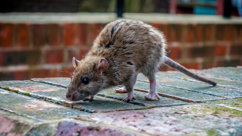 What Attracts Rats To Your House