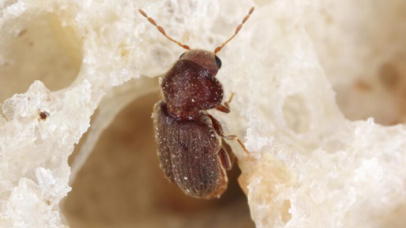 biscuit beetle in bed