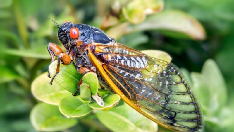 What Do Cicadas Look Like