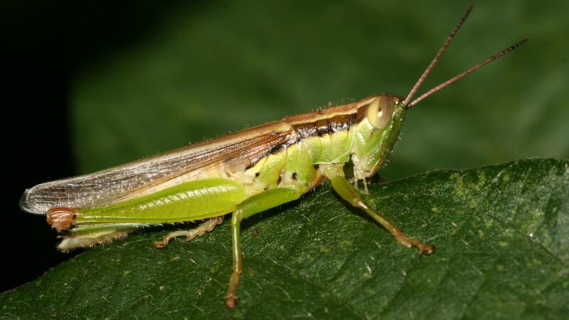What Do Locusts Look Like