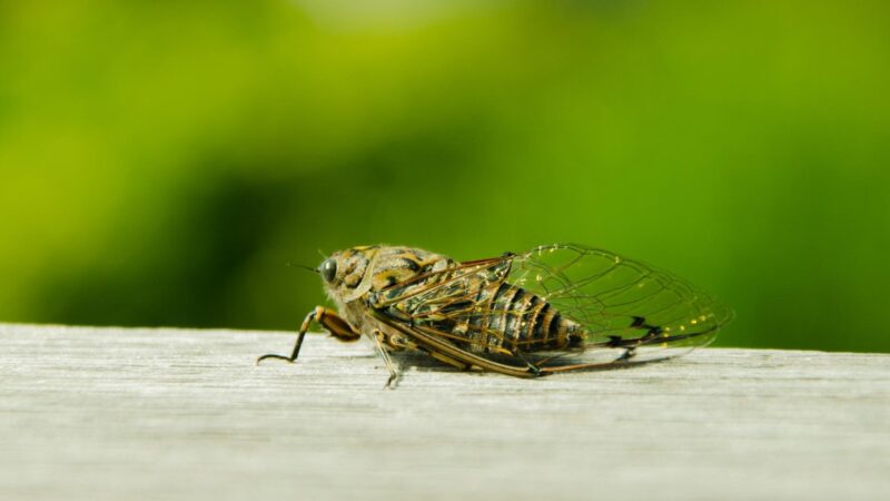 What are Cicadas