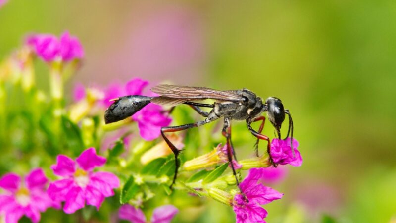What are Digger Wasps