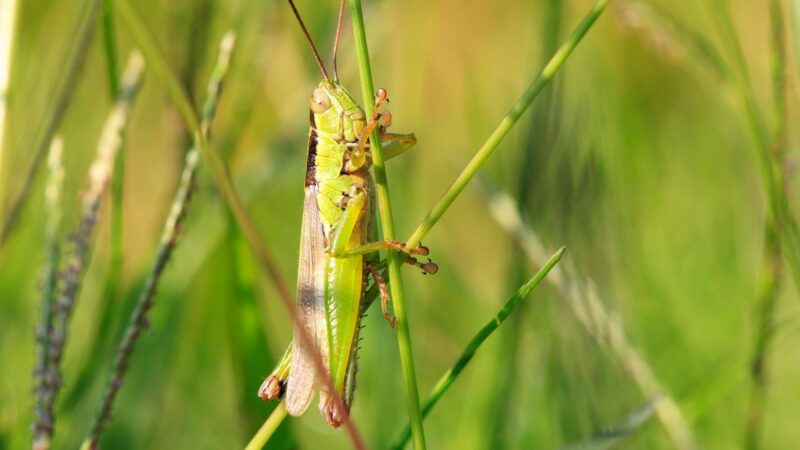 What are Locusts