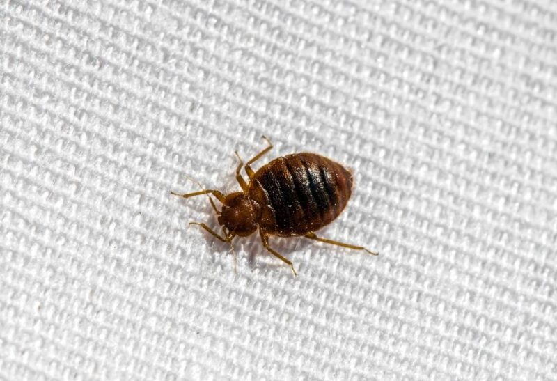 What’s the Difference Between Male and Female Bed Bugs