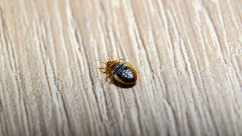 Where Do Female Bed Bugs Hide