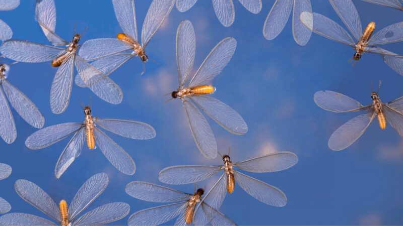 Why Do Flying Termites Come Out After Rain