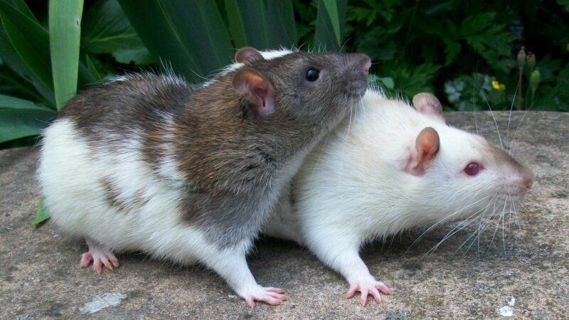 Are Rats More Intelligent Than Mice