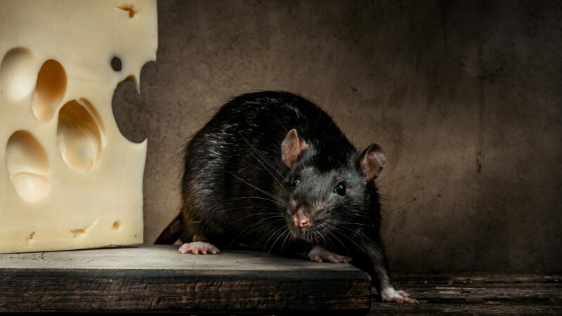 Are Rats Smart Enough to Avoid Traps