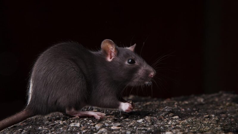 Understanding Rat Behavior