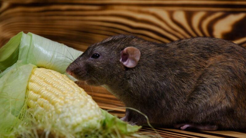 What Food Is Irresistible to Rats
