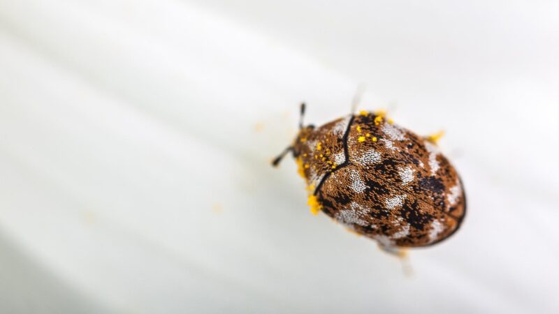 Are Carpet Beetles Bad