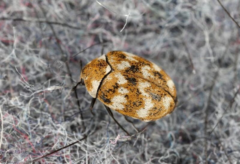 Are Carpet Beetles Harmful