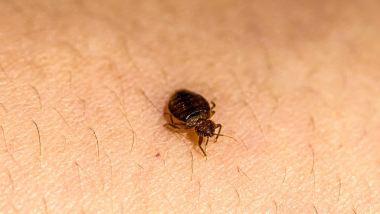 How to Get Rid of Tiny Black Bugs on Bed Sheets? | Identification and