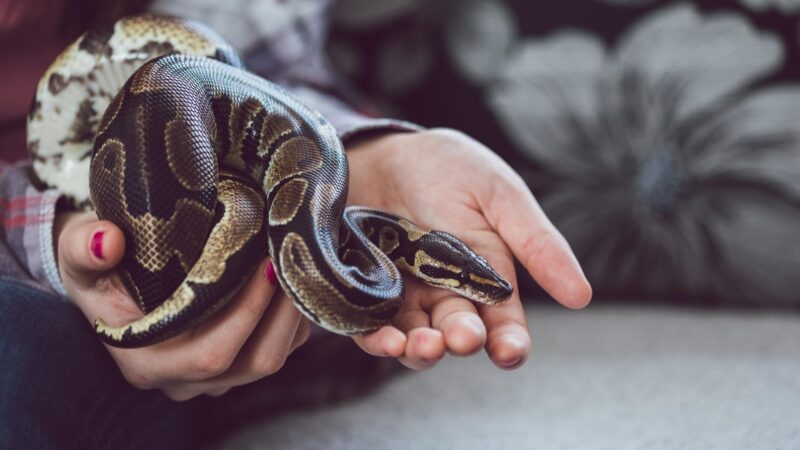 Can Snake Droppings Make You Sick