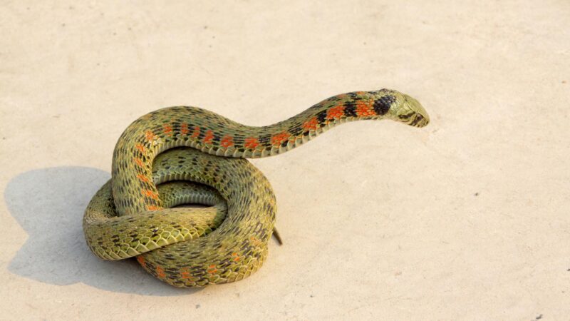 Can Snakes Get Diarrhea