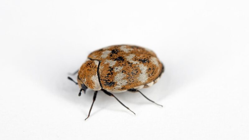 Does Everyone Have Carpet Beetles