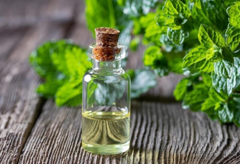Does Peppermint Oil Repel Rats