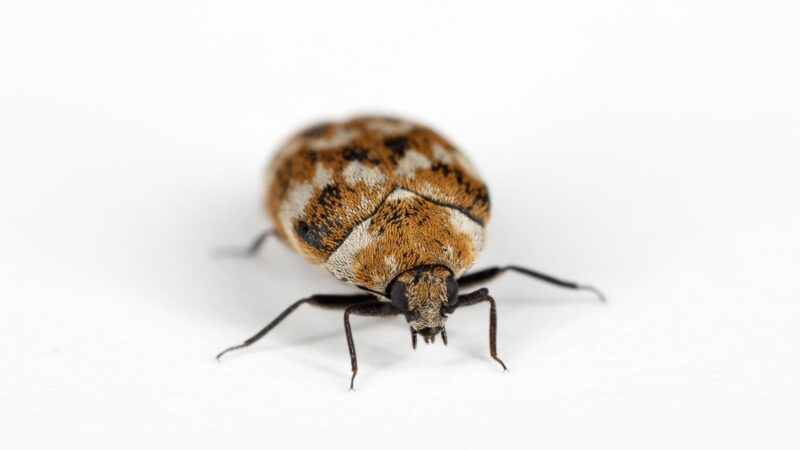 How Are Carpet Beetles Harmful to Belongings