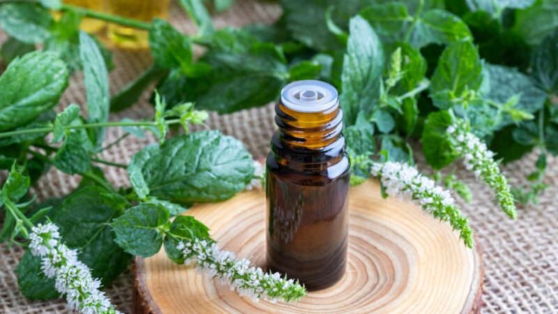 How Do You Use Peppermint Oil to Repel Rodents