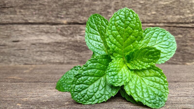 How to Make Peppermint Oil From Mint Leaves