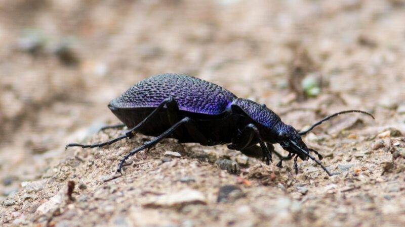 Is There a Beetle That Looks Like a Cockroach