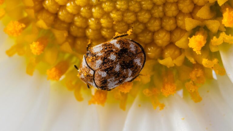 Are Carpet Beetles Harmful? | Important Facts! - Pest Samurai