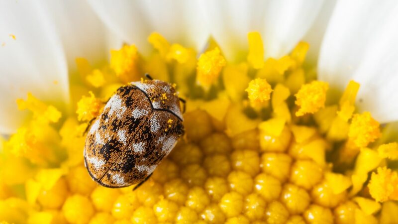 When Should I Worry About Carpet Beetles